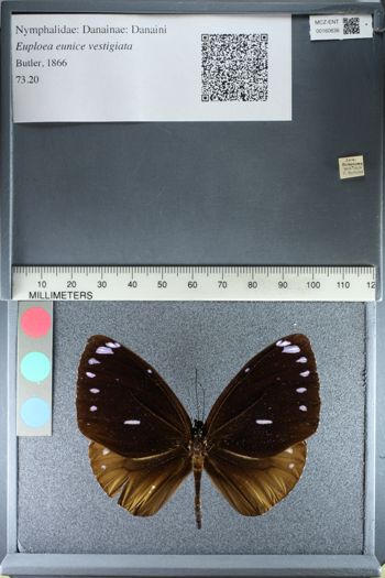 Media type: image;   Entomology 160636
